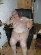 Fatty grandma in the armchair