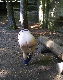 sie soll im Wald gefickt
werden