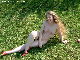 outdoor ,naked in the
grass