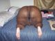 bbbw