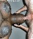 ebonycocksuck